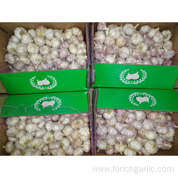 Normal White Garlic Fresh Crop 2019 Jinxiang